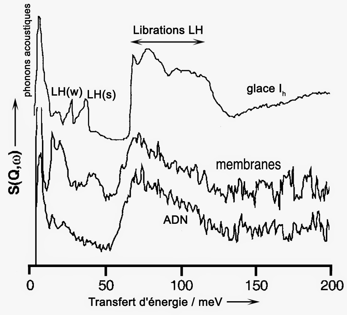 Image comparant les spectres de diffusion inélastique des neutrons de la glace hexagonale, et de substances fortement hydratées comme les membranes lipidiques ou l'ADN
