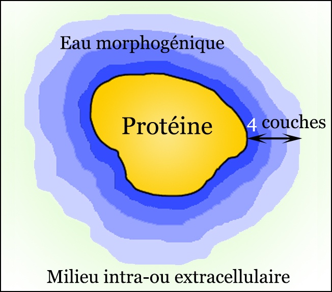 Image montrant qu'une protéine s'entoure en moyenne d'au plus quatre monocouches d'eau d'hydratation