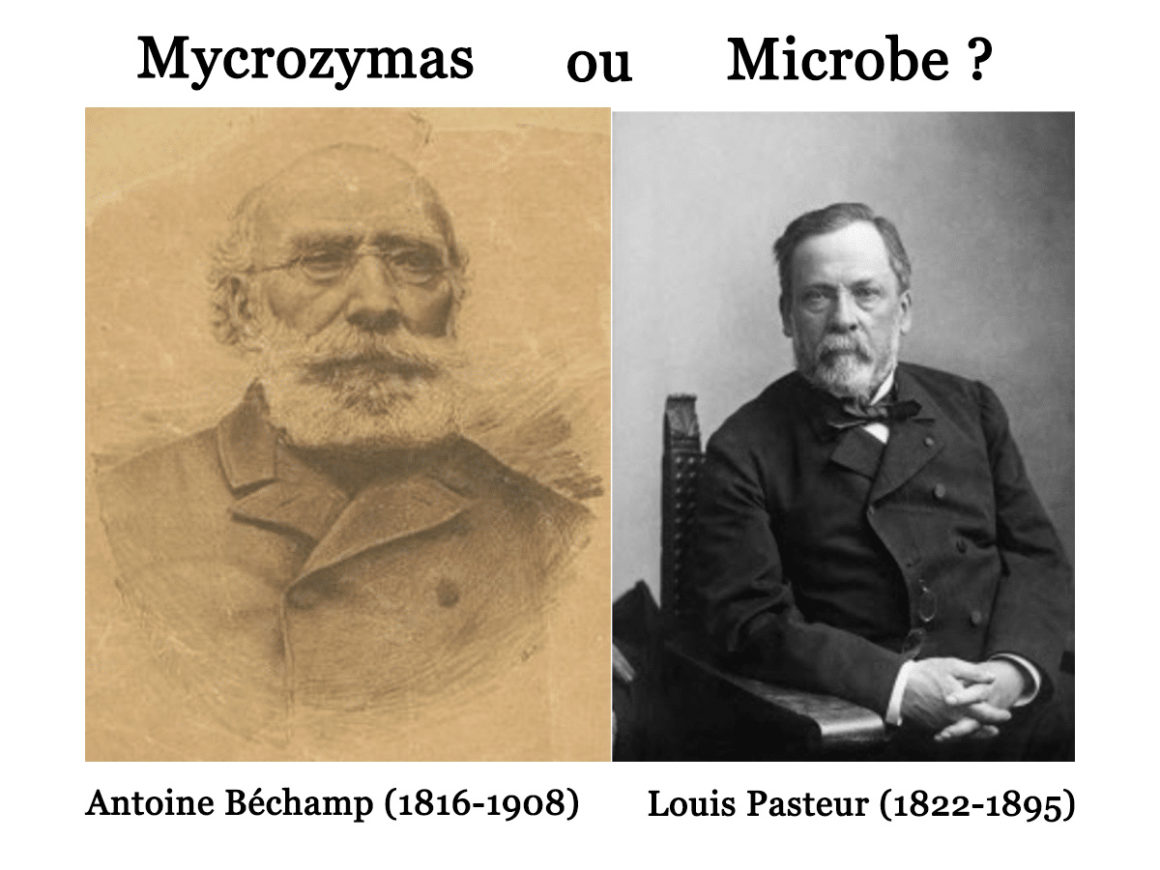 61•Béchamp ou Pasteur ?