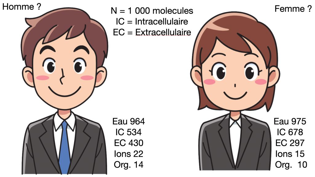 Analyse en nombre de molécules pour un homme et une femme européens.