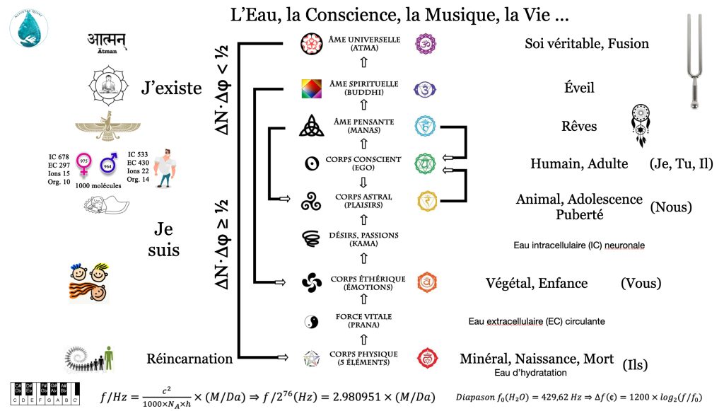 L'organigramme de l'émerveillement